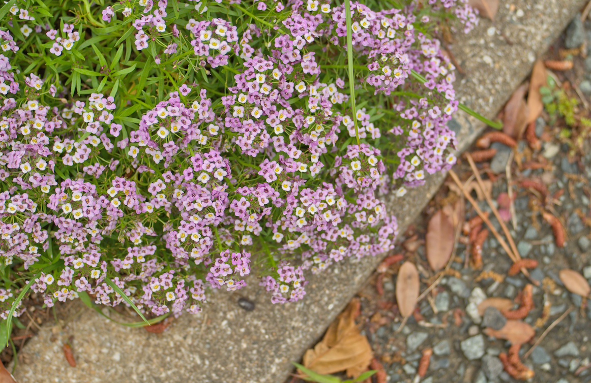 Alyssum, Royal Carpet Flower seeds