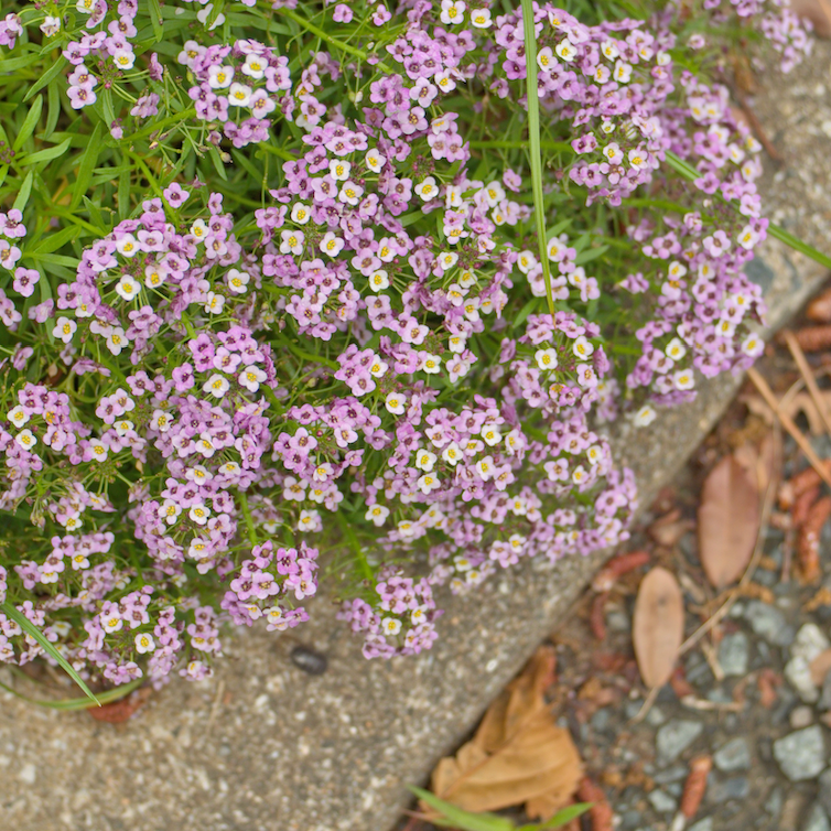 Alyssum, Royal Carpet Flower seeds