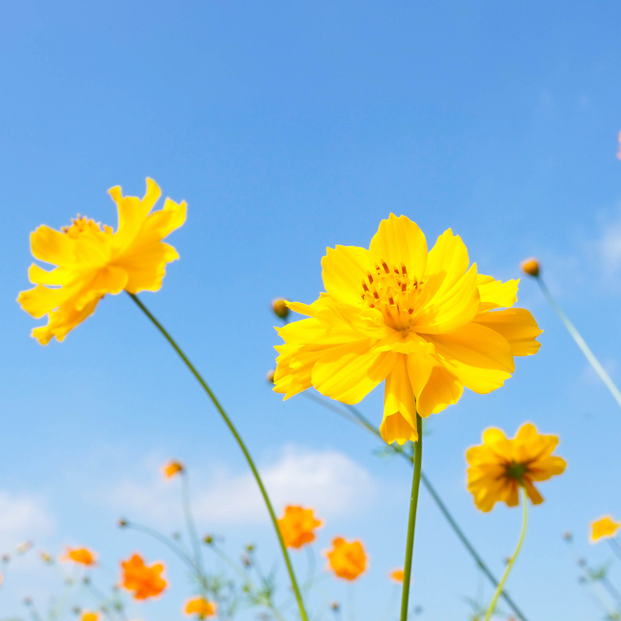 Cosmos, Yellow Sulphur Flower seeds - SeedsNow.com - Cosmos