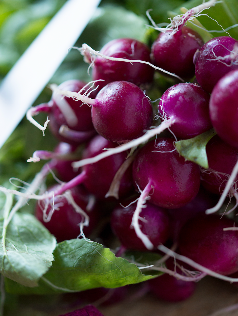 Radish - Beauty, Purple seeds - SeedsNow.com - Radish