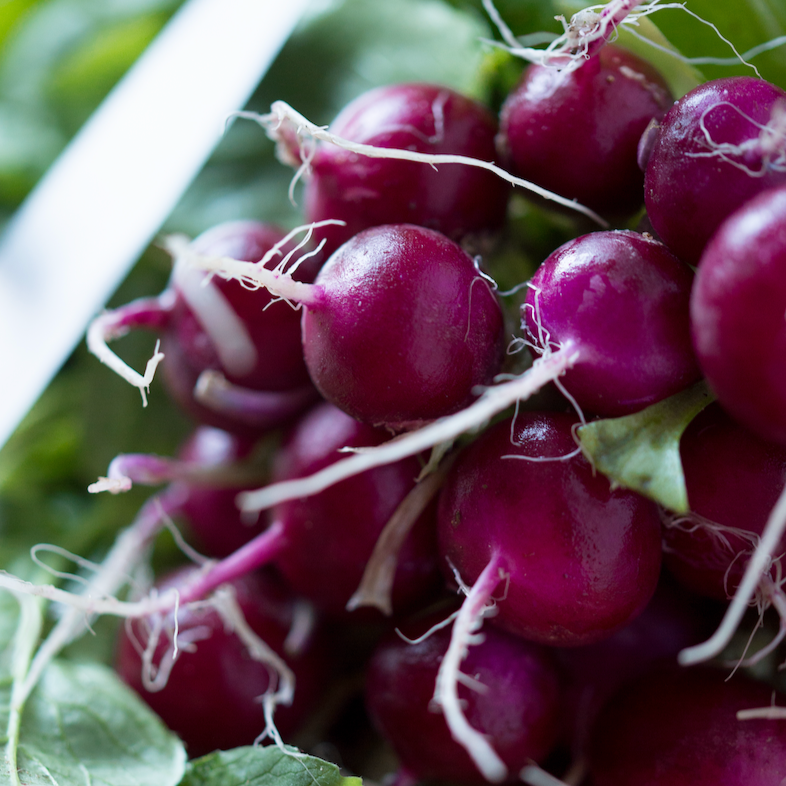 Radish - Beauty, Purple seeds - SeedsNow.com - Radish