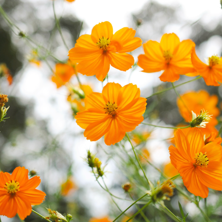 Cosmos, Orange Sulphur Flower seeds - SeedsNow.com - Cosmos