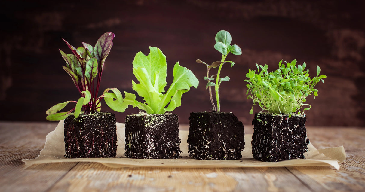 SEED BANK FOR SURVIVAL WITH LARGE BLACK SEED STORAGE VAULT