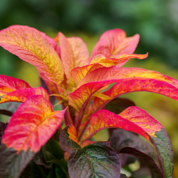 Amaranth - Tri Color (Joseph's Coat) seeds