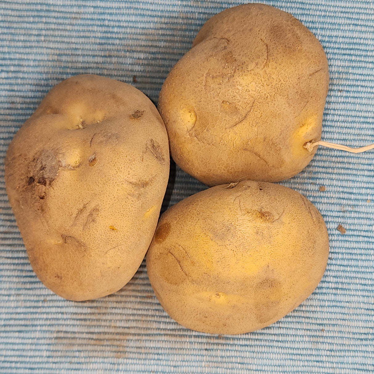 Potato (Late-Season) - Yellow Finn (Organic rounds) *pre-order*