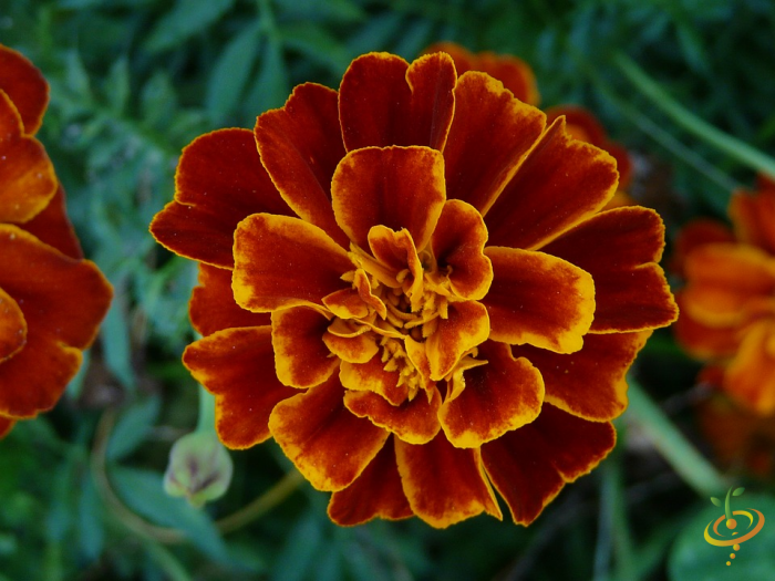 Wildflower Mix seed packet from SeedsNow with colorful marigold flowers and other vibrant wildflower blooms for garden planting.