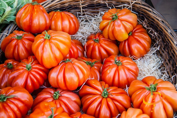 Heirloom Beefsteak Ponderosa Red tomato seeds from SeedsNow, indeterminate variety for lush, large red tomatoes.