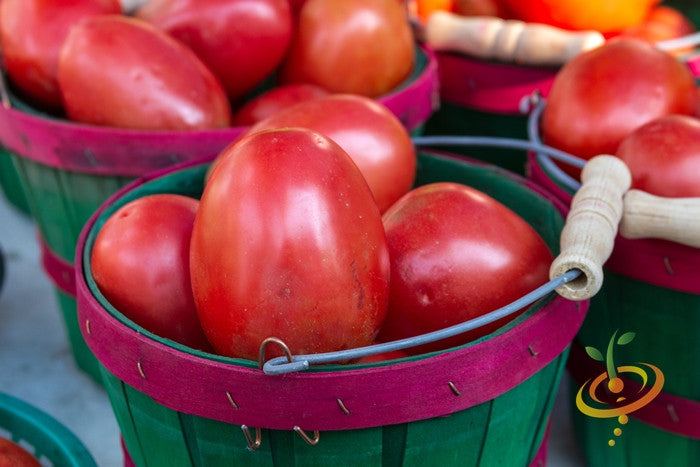 Roma tomato seeds from SeedsNow, shown in small packets, ideal for growing determinate Roma tomatoes in home gardens.