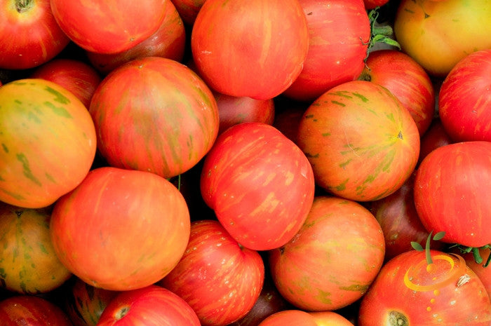 Close-up of high quality heirloom organic Tomato Tigerella with bright red and orange streaked skin