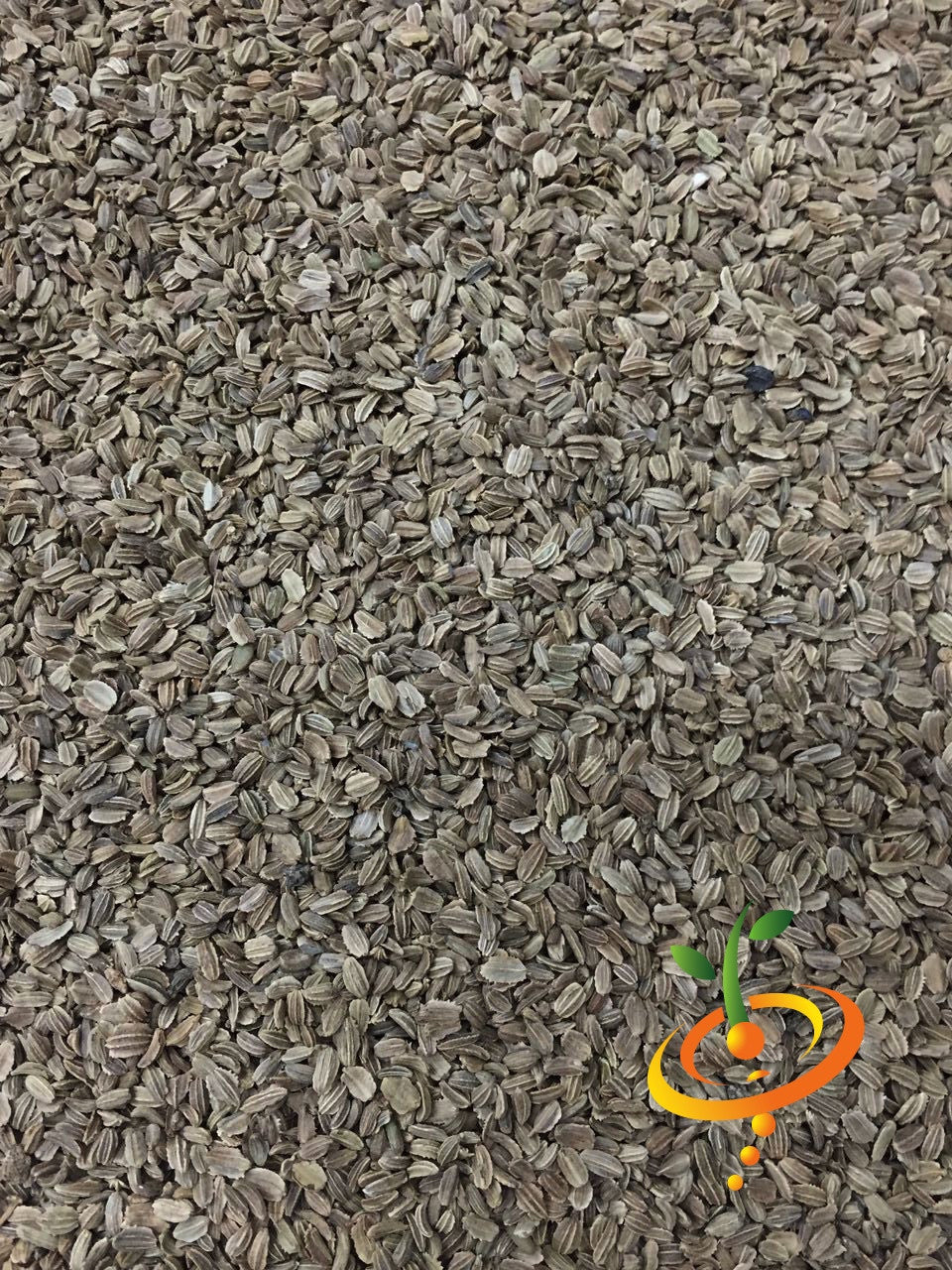 Carrot - Kuroda, 8" Long.