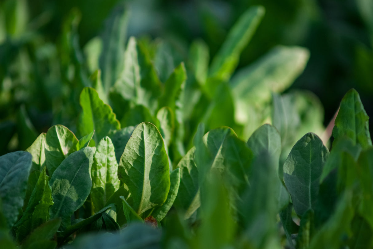 Fresh broadleaf sorrel seeds from SeedsNow, showing vibrant green seeds ideal for planting in gardens or containers.