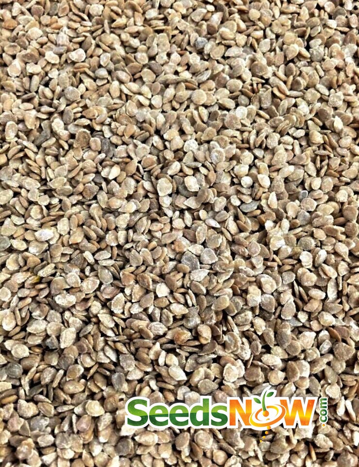 Yellow Brandywine indeterminate tomato seeds from SeedsNow, shown in a close-up image of ripe yellow tomatoes.