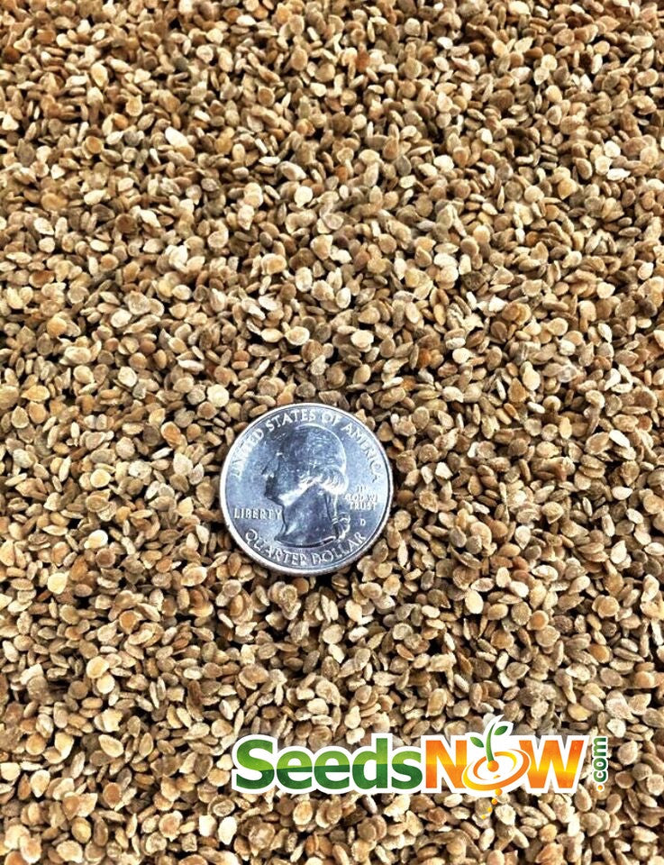 Red large cherry tomato seeds from SeedsNow, indeterminate variety, shown in close-up with vibrant ripe tomatoes.