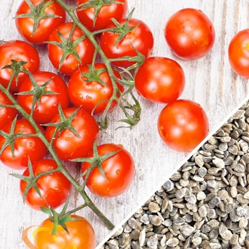 Tiny Tim tomato seeds by SeedsNow, small determinate tomato variety, ready for planting in home gardens.