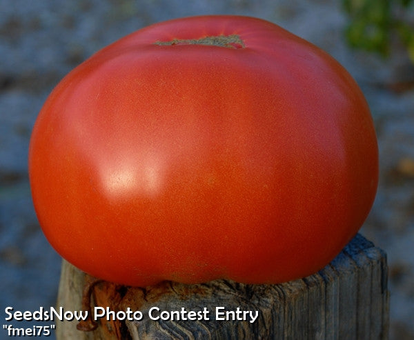 Bright red medium-sized Tomato Floradade fruit resting on wooden post