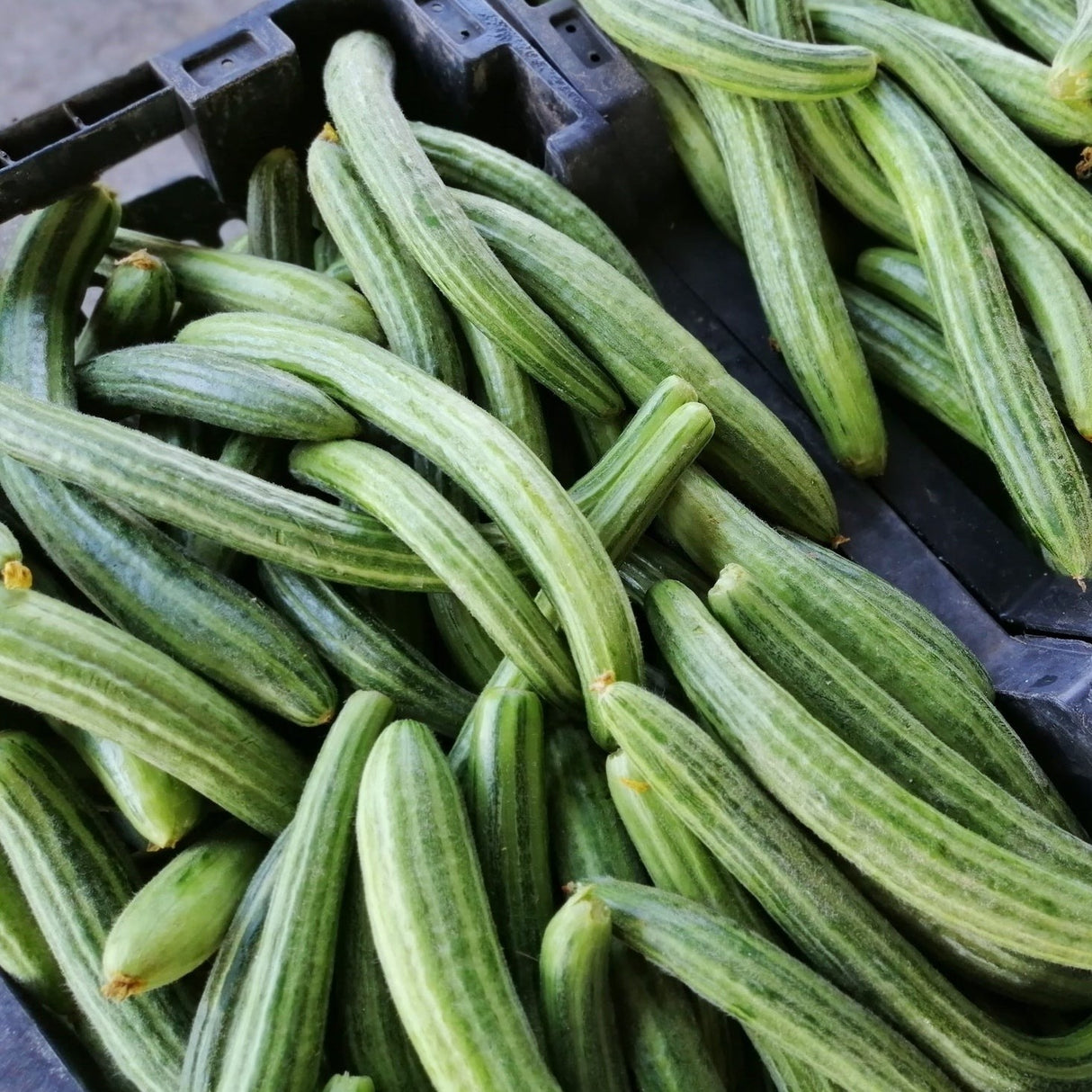 Armenian Long Green (Metki Serpent Melon) Cucumber seeds online in USA