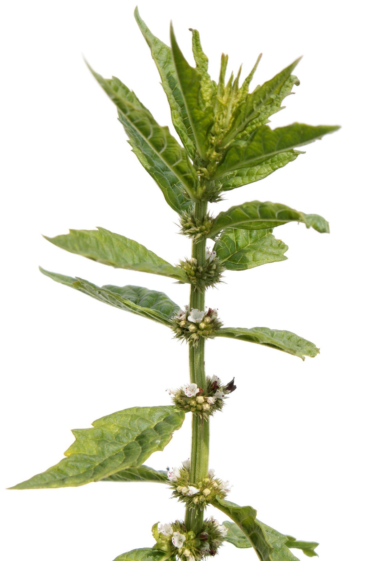 Horehound Seeds from SeedsNow showing small dried horehound herb seeds in a clear container.