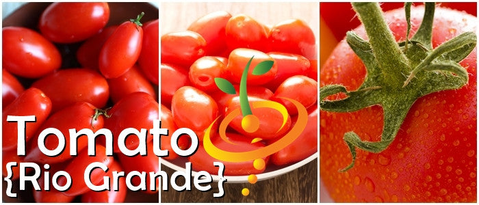 Rio Grande Tomato Seeds (Determinate) | Close-up of bright red Rio Grande plum tomatoes on the vine and in a bowl