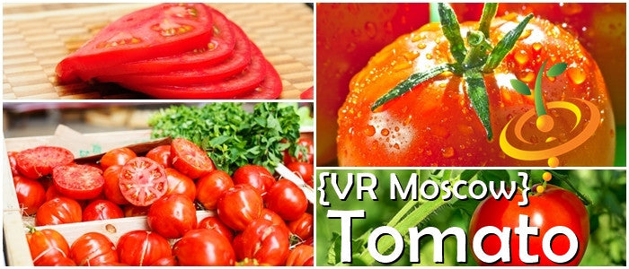 Healthy tomato plant growing outdoors with ripe red tomatoes, SeedsNow VR Moscow Determinate variety in a garden setting.
