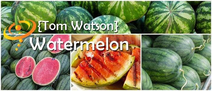Fresh ripe watermelon from SeedsNow, showcasing vibrant green rind and juicy red interior with black seeds.