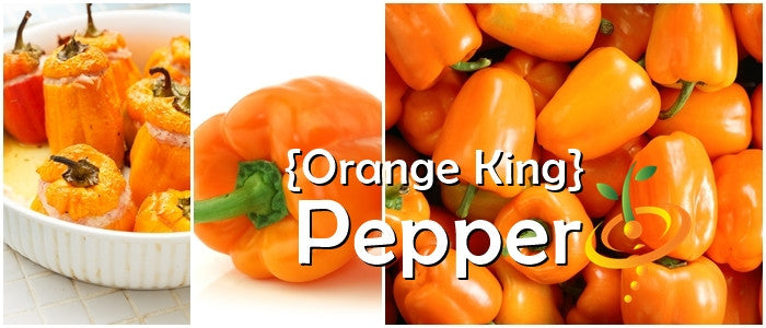 Orange King sweet pepper seed plant with vibrant orange fruit and green foliage, grown from SeedsNow seeds.