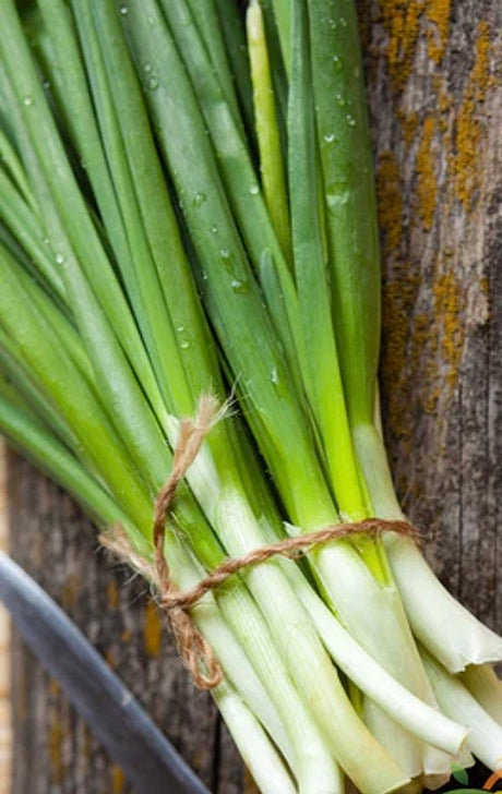 All Onion Seeds