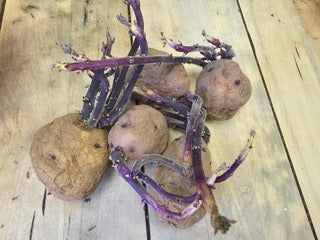 Potato (Early-Season) - Caribe (Organic rounds) - SeedsNow.com - Potato Seed