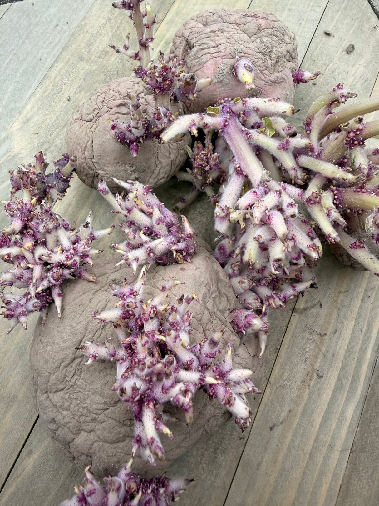 Potato (Mid-Season) - Norland, Dark Red (Organic rounds) - SeedsNow.com - Potato Seed