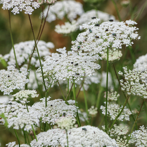 Flowers - Queen Anne's Lace