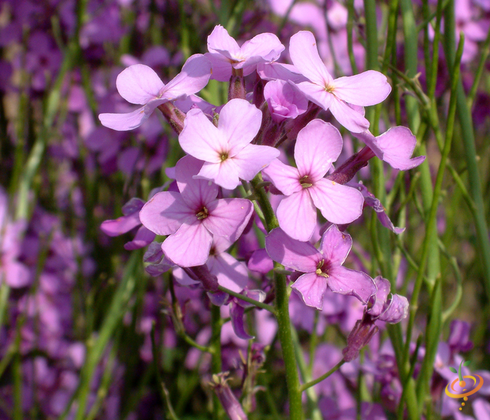 Wildflowers - Forever Pink Scatter Garden Seed Mix - SeedsNow.com