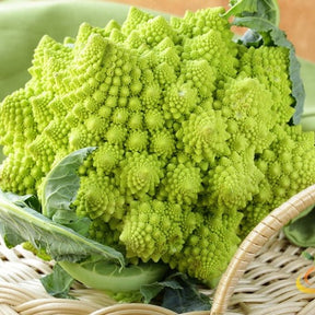 Buy Romanesco Italia Broccoli seeds for sale online in the USA. Italian, spiral shaped. Shop Open-pollinated OP, USA-quality, Heirloom, NON-GMO organic seeds & more!