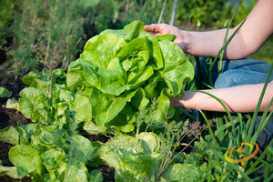 Lettuce - All Year Round.