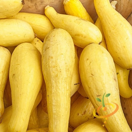 Squash (Summer) - Crookneck, Yellow - SeedsNow.com