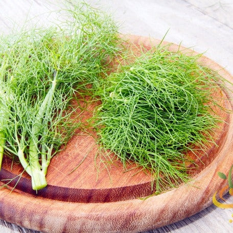 Fennel - SeedsNow.com