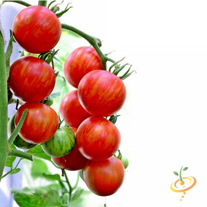 Tomato - Tigerella [INDETERMINATE].