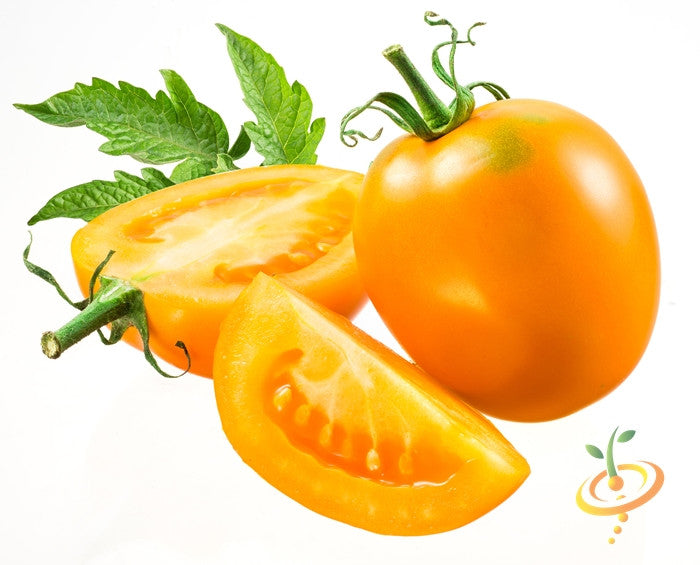 Tomato - Golden Sunray [INDETERMINATE].