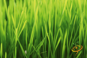 Sprouts/Microgreens - Barley Grass.