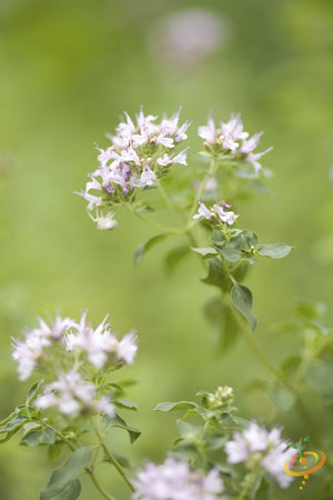 Oregano - Greek.