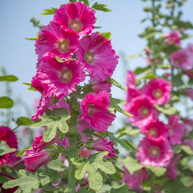 Flowers - Hollyhock, Indian Spring Mix - SeedsNow.com