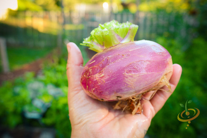 Turnip - Purple Top White Globe.