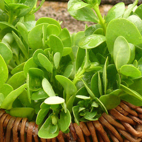 Shop Green Purslane seeds to buy online from the USA. Low growing Perennial herb, cook it like spinach! Open-pollinated, USA-quality, NON-GMO organic seeds & more!  Buy Green Purslane seeds online in the USA! Cooked like spinach!