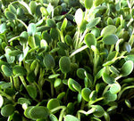 All-in-One Sprouts/Microgreens Seed Bank w/Sprouting Jar.