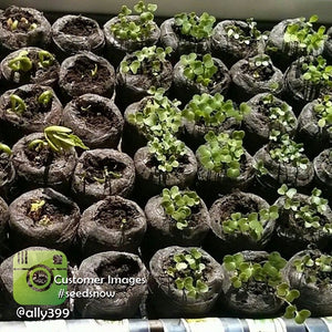 All-in-1 seed starter kit with soil pellets, free gift, featuring various seed containers and gardening supplies in the image.