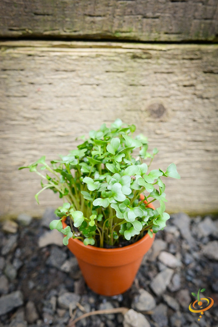 Sprouts/Microgreens - Broccoli.