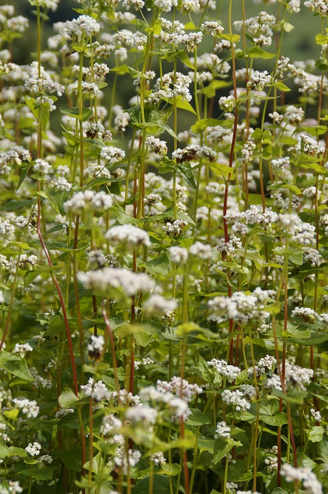 Cover Crop - Buckwheat - SeedsNow.com