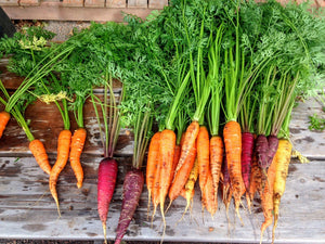 Carrot - Heritage Rainbow Blend - SeedsNow.com