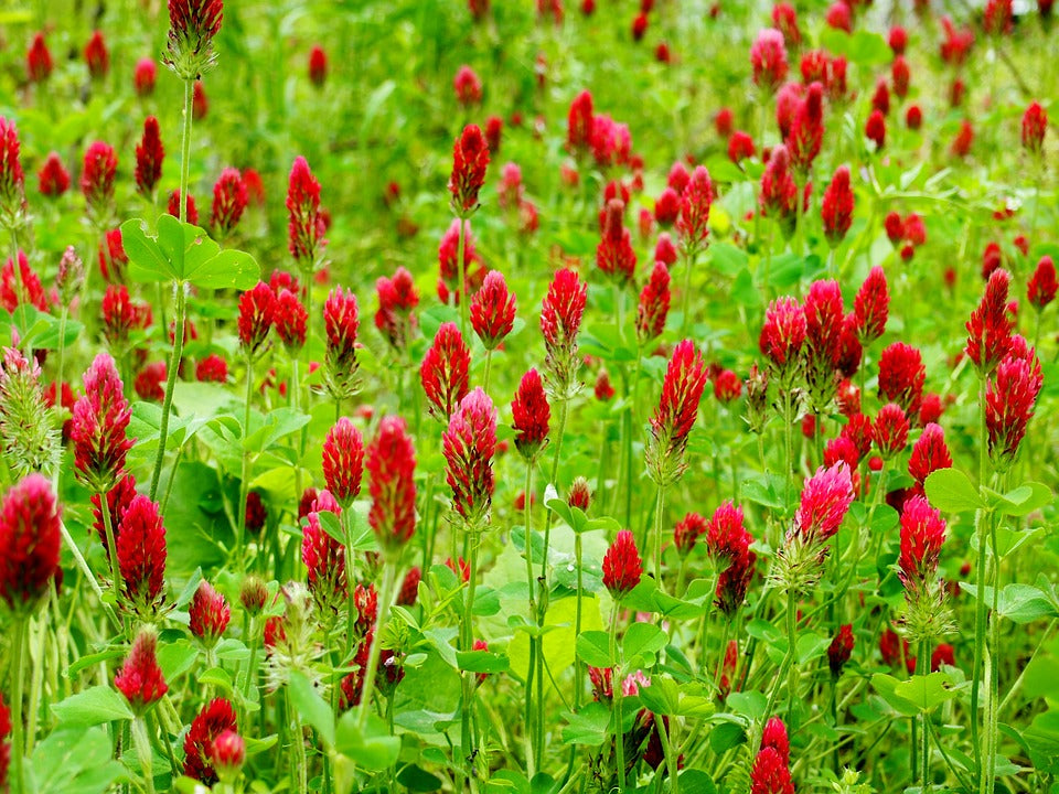 Cover Crop - Clover (Red Crimson) - SeedsNow.com