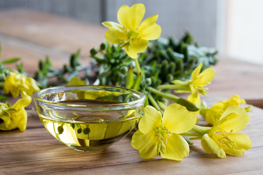 Flowers - Evening Primrose (King’s Cure-All) - SeedsNow.com