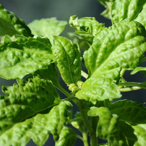 Buy Leaf Lettuce Basil seeds for sale online in the USA! Grow huge leaves!
