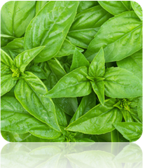 Basil - Lime.